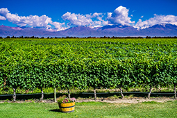 Argentinian Vineyards
