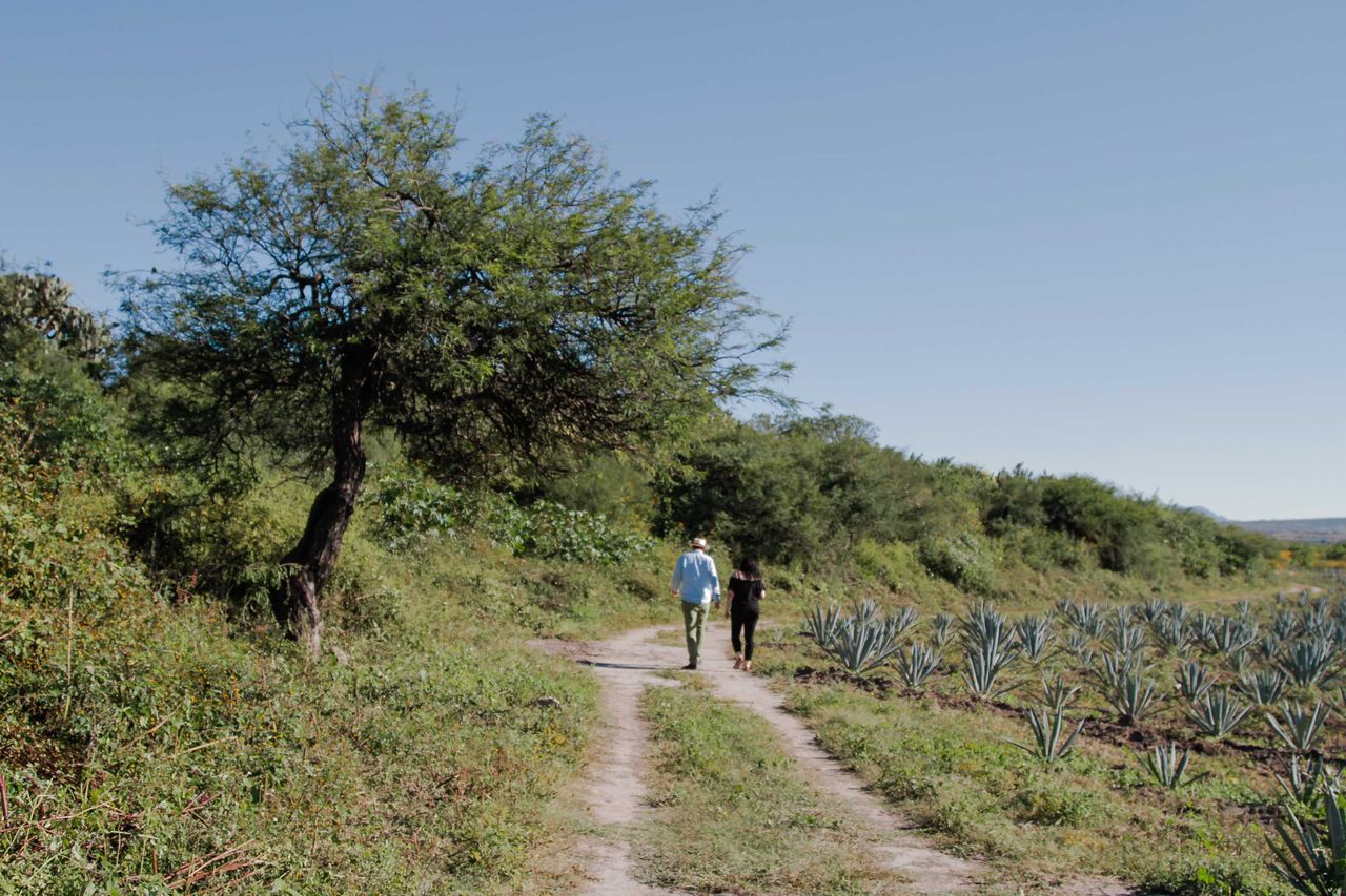 The agave fields of Montelobos