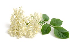 Elderflower