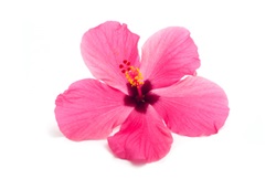 Hibiscus Flower