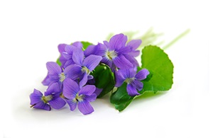 Violet Flower