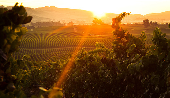 Jackson Family Winery