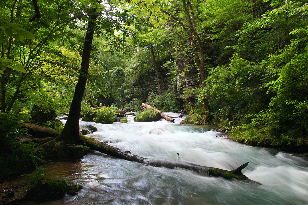 stream flowing through a north american pinewood forest