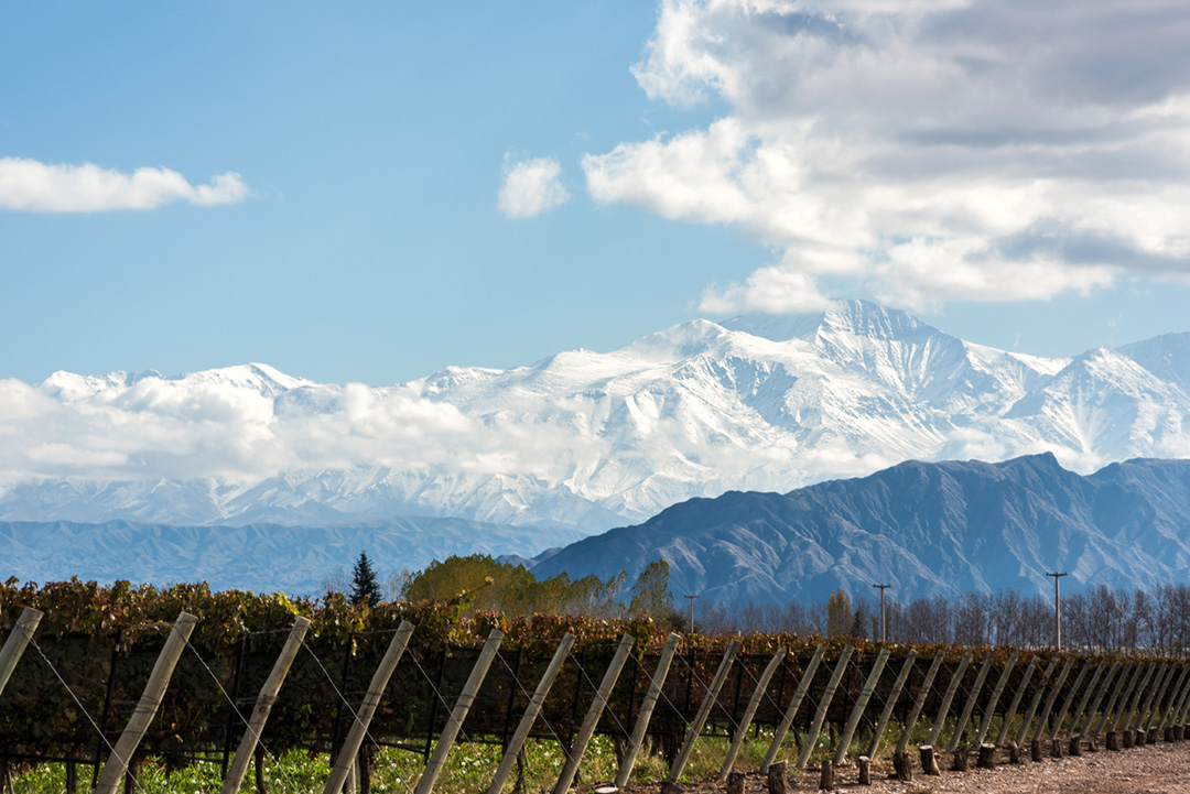 vineyard overcast by massive mountains becoming lost in the clouds