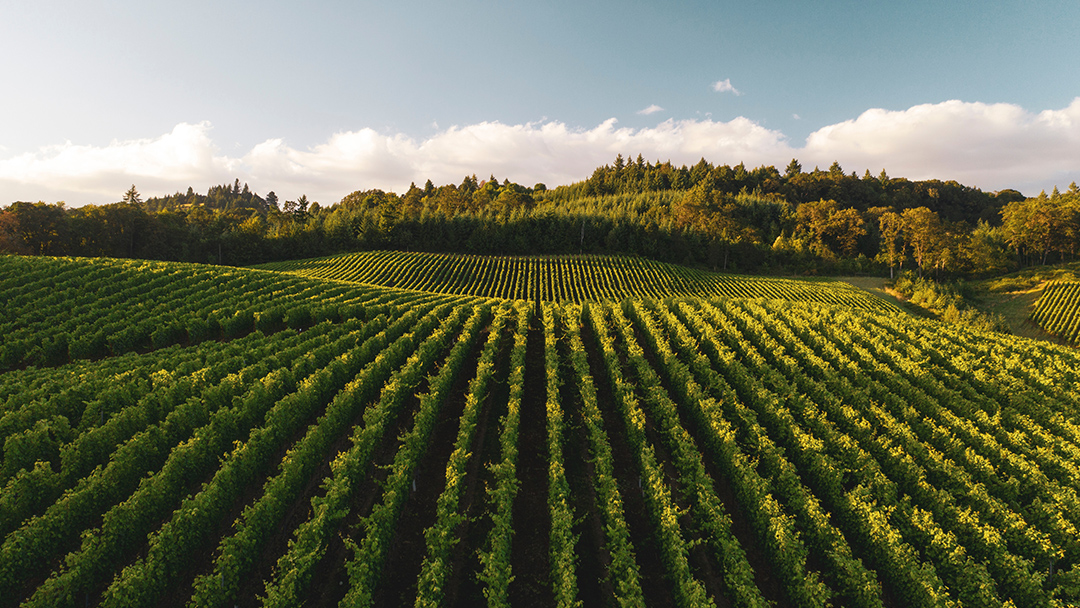 rows of grape vines in a vineyard in the oregon hills