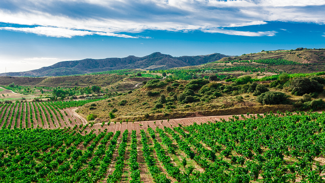 green vineyard dispersed across spanish hillsides
