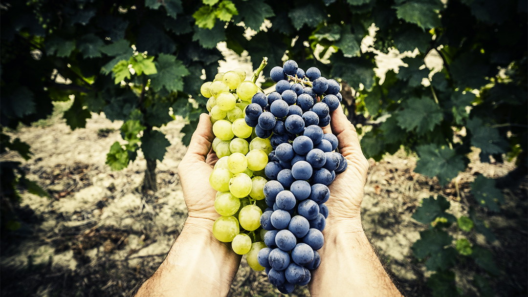 hands holding bunches of red and green grapes in a vineyard