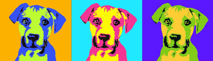 dog faces
