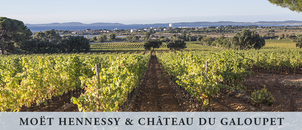 Moët Hennessy & Château du Galoupet (text) with vineyard photo