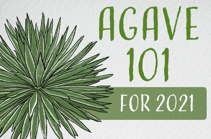 Agave 101 for 2021