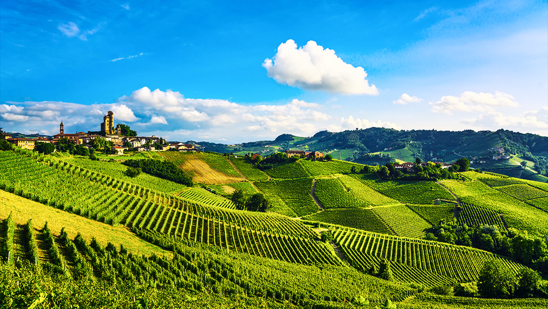 sunny green-leafed vineyard in the italian hillside