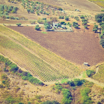 Vineyard in Spain