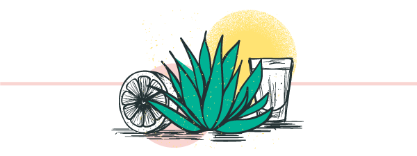 illustrated image of agave plant